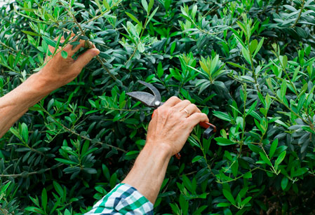 Mantenimiento de jardines en Guadalajara | Floresdjardin