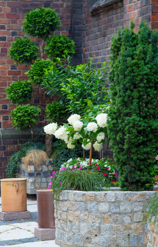 Reforma de jardín en guadalajara | Floresdjardin