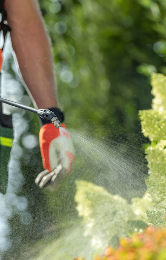 Control plagas guadalajara | Floresdjardin