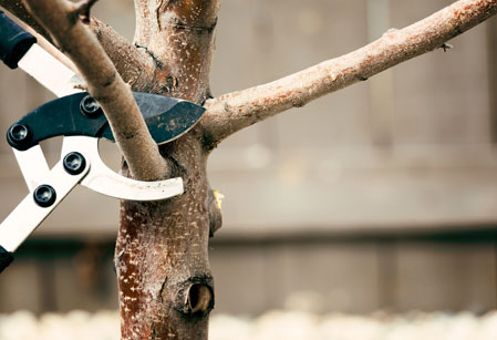 Trabajos de jardineria guadalajara | Floresdjardin