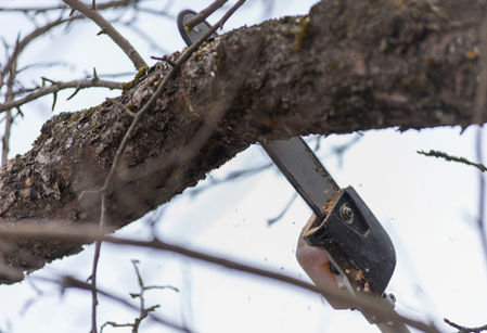 Trabajos de jardineria guadalajara | Floresdjardin