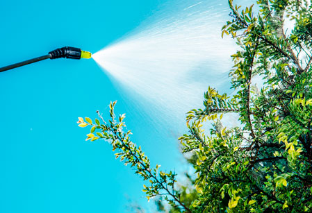 Control plagas guadalajara | Floresdjardin