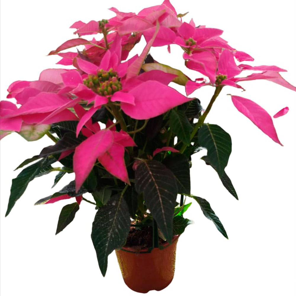 Flores navideñas en Guadalajara | Floresdjardin