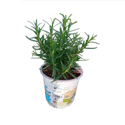 Venta de plantas aromaticas en Guadalajara | Floresdjardin