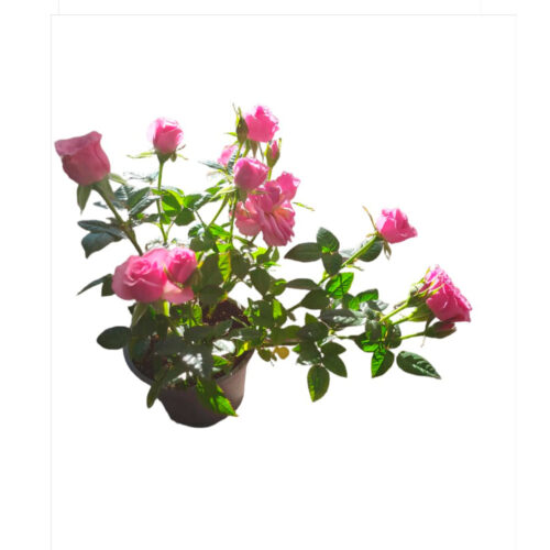 Comprar flores en Guadalajara | Floresdjardin