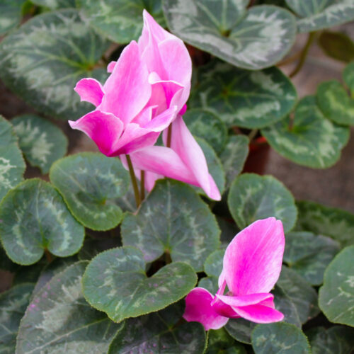 Cyclamen online | Floresdjardin