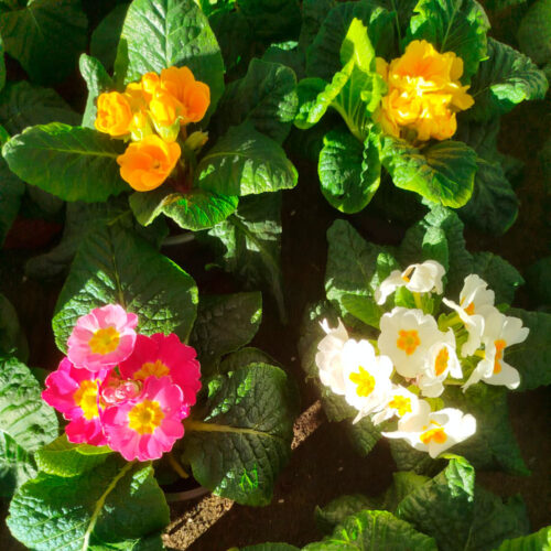 Prímulas | Floresdjardin