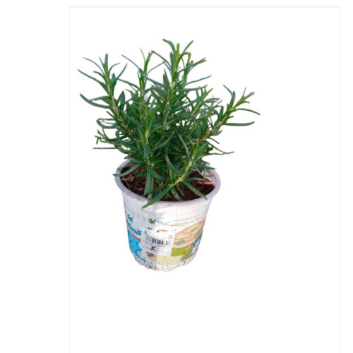 Venta de Romero en Guadalajara | Floresdjardin