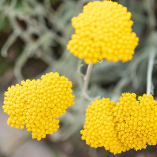 Venta de Santolina | Floresdjardin