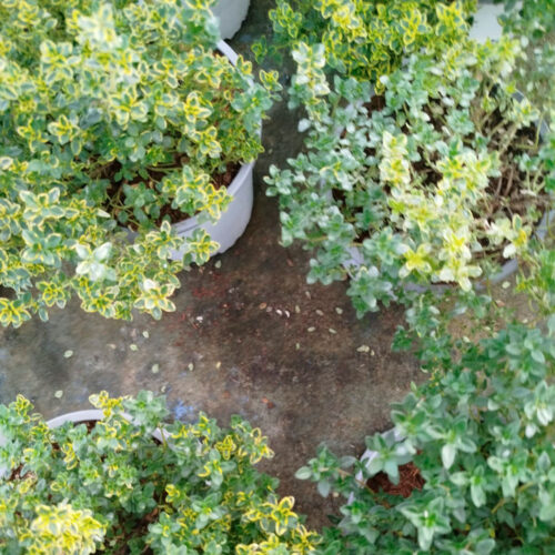 Comprar tomillo en Guadalajara | Floresdjardin