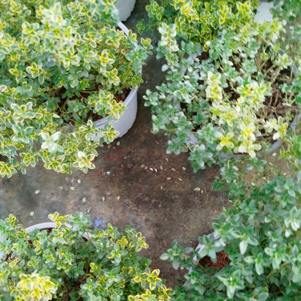 Comprar tomillo en Guadalajara | Floresdjardin