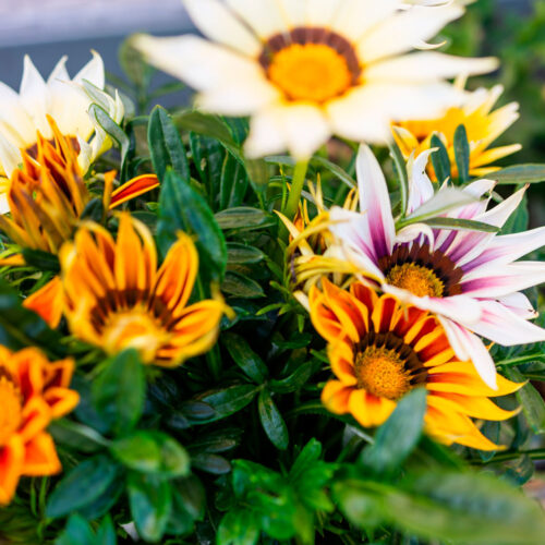 Comprar Gazania | Floresdjardin