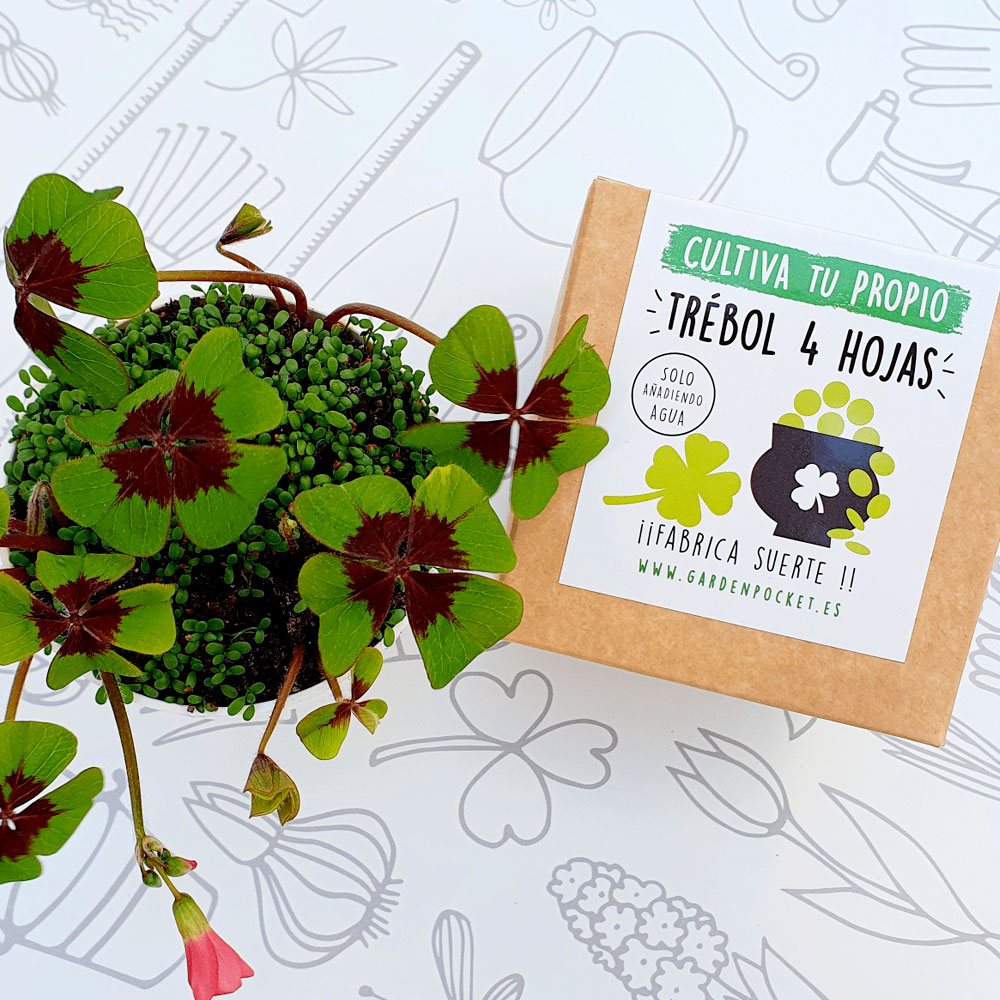 Pack “suerte y decoración “ - Imagen 2