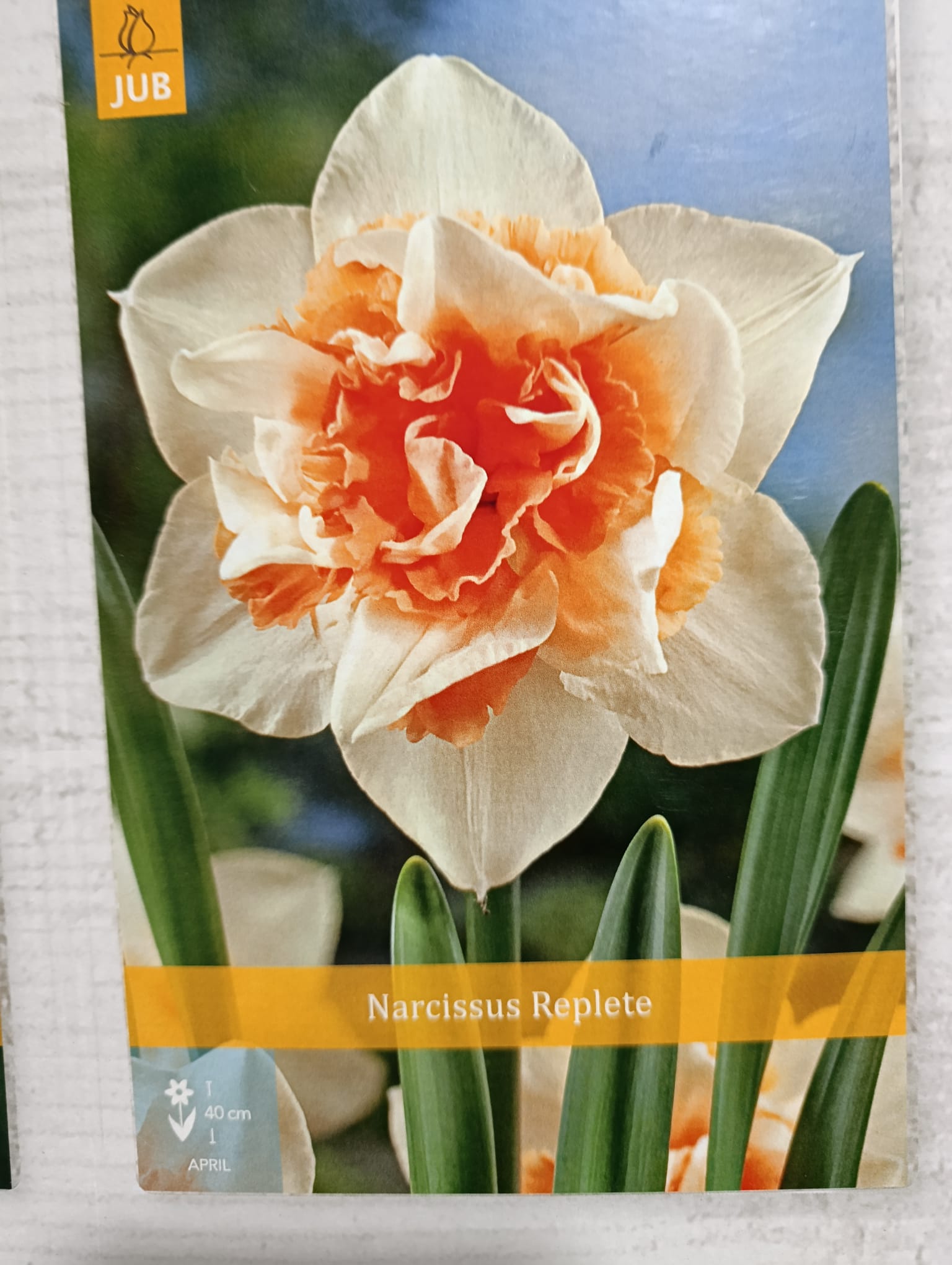 Lote de 10 bulbos premium de Narcisos Dobles <strong>Entrega en mano</strong> - Imagen 5