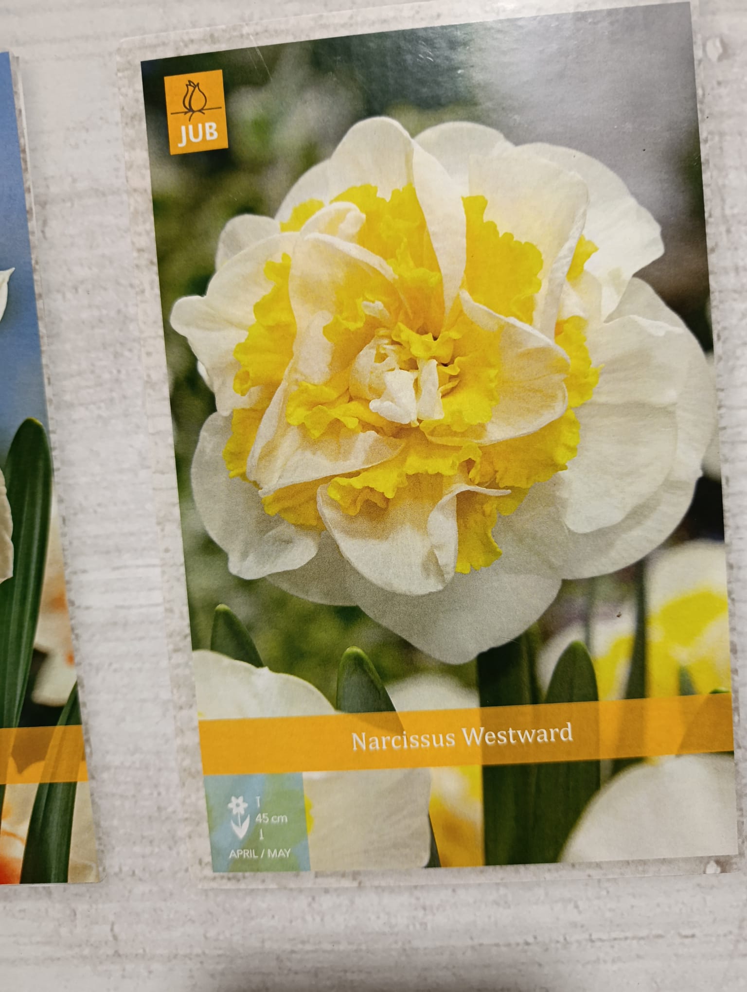Lote de 10 bulbos premium de Narcisos Dobles <strong>Entrega en mano</strong> - Imagen 4