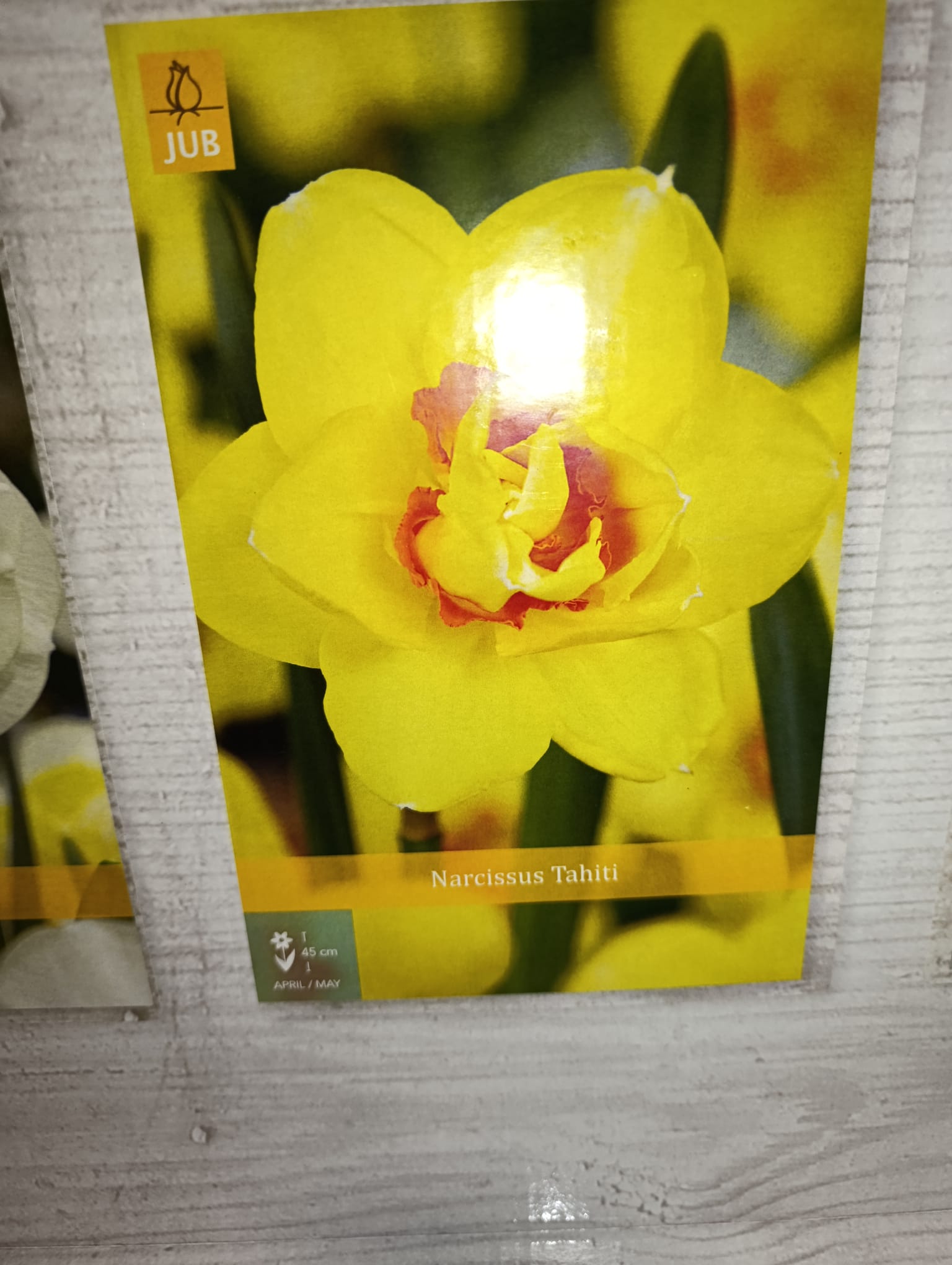 Lote de 10 bulbos premium de Narcisos Dobles <strong>Entrega en mano</strong> - Imagen 3