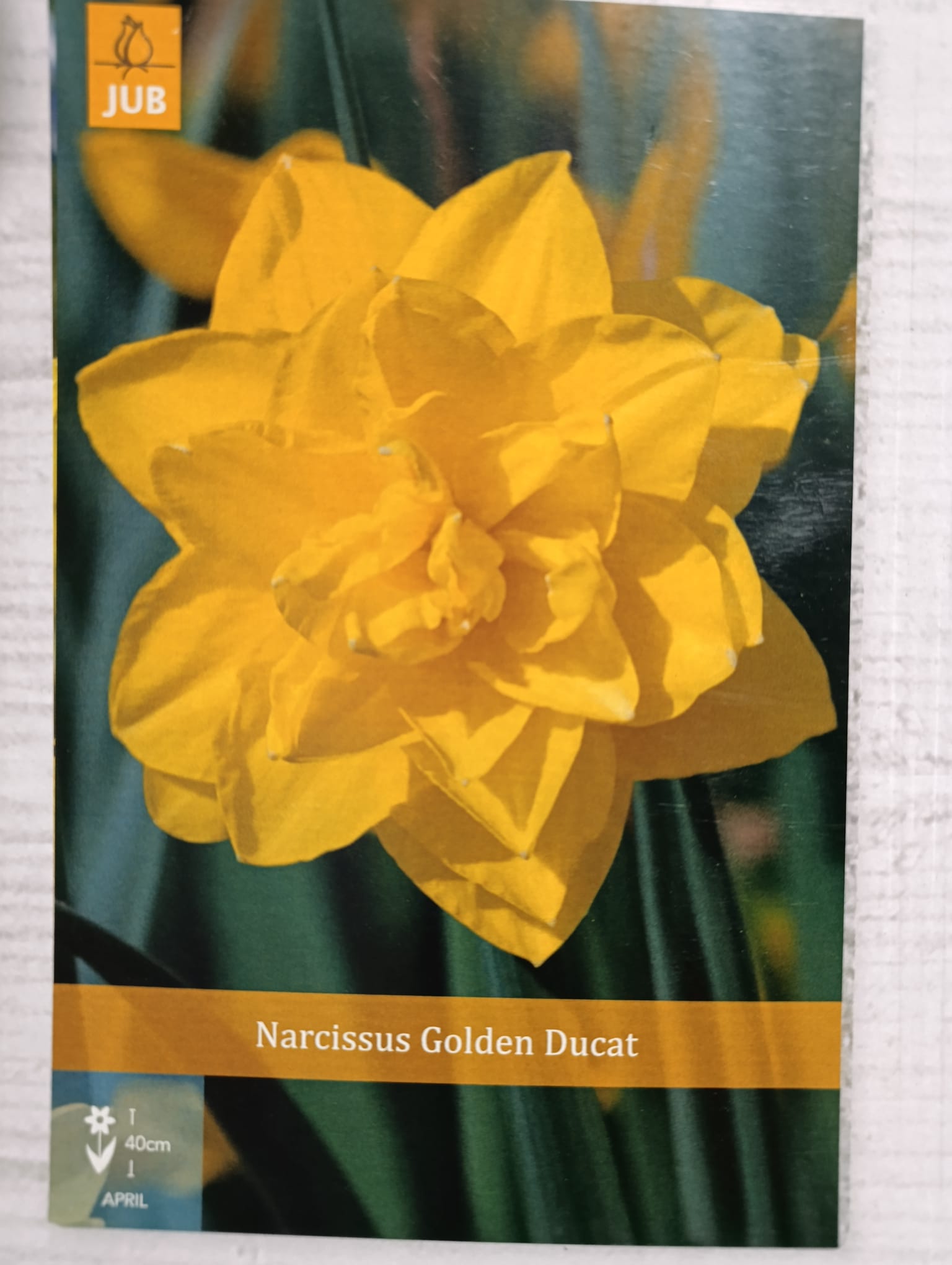 Lote de 10 bulbos premium de Narcisos Dobles <strong>Entrega en mano</strong> - Imagen 6