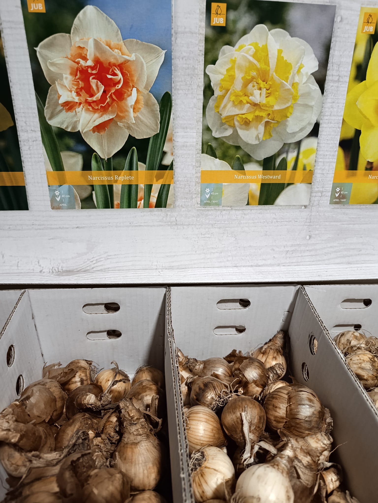 Lote de 10 bulbos premium de Narcisos Dobles <strong>Entrega en mano</strong> - Imagen 2
